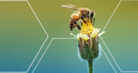 Bee Pollinating a Small White and Yellow Flower — Midcoast Financial Planning Group in Tuncurry, NSW