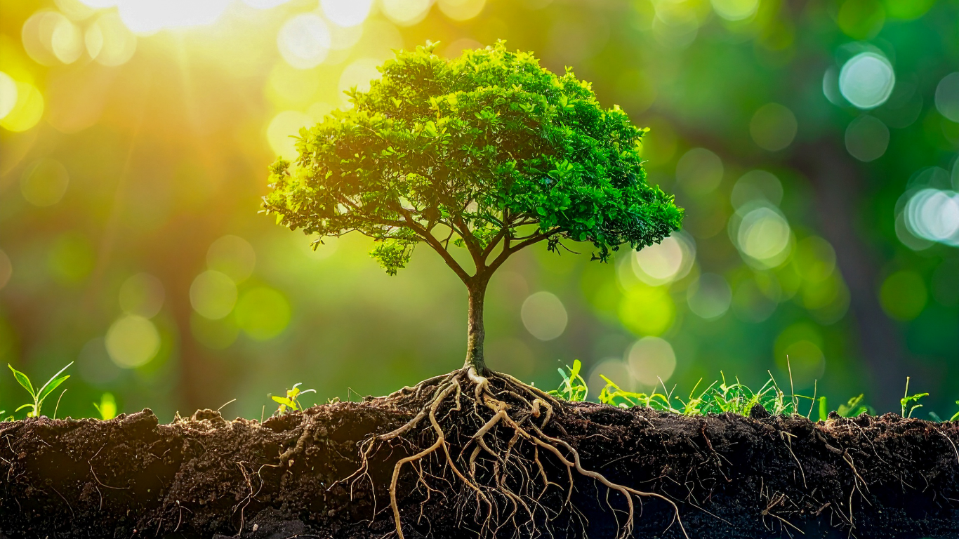 Rooted in God's Word