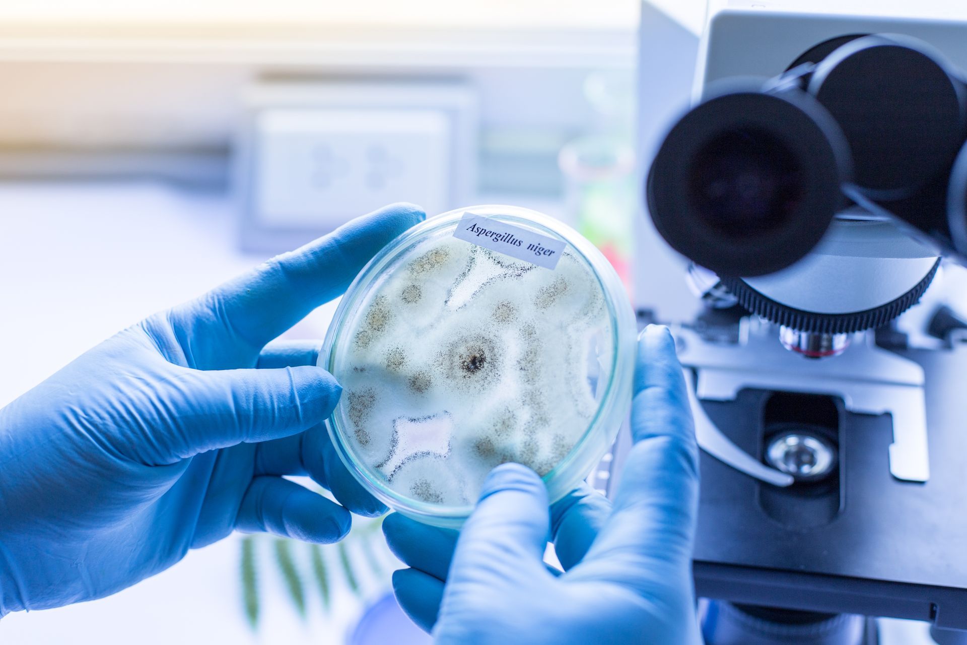 hand with gloves holding petri dish with one type of mold