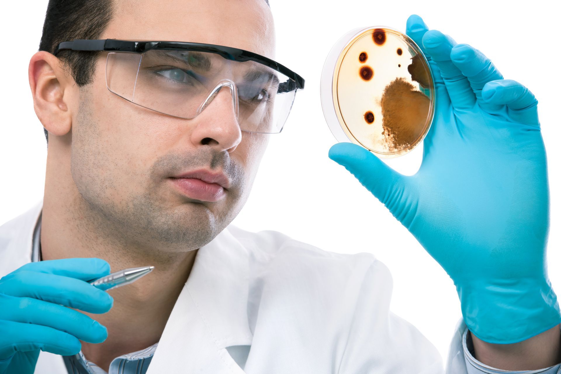 man examining fungus on petri dish