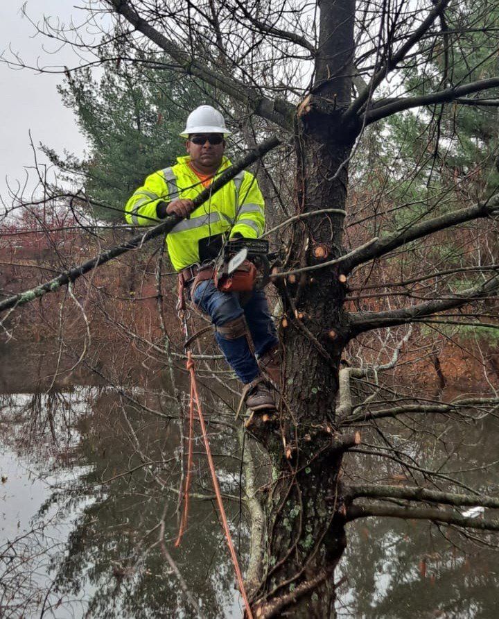 A man is cutting a tree with a chainsaw.