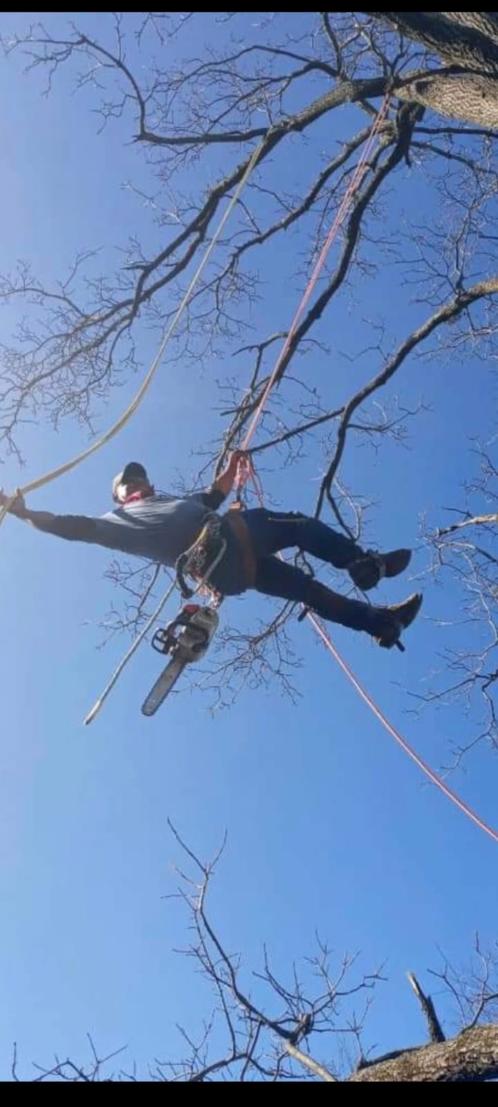 A man is hanging from a tree branch with a chainsaw.