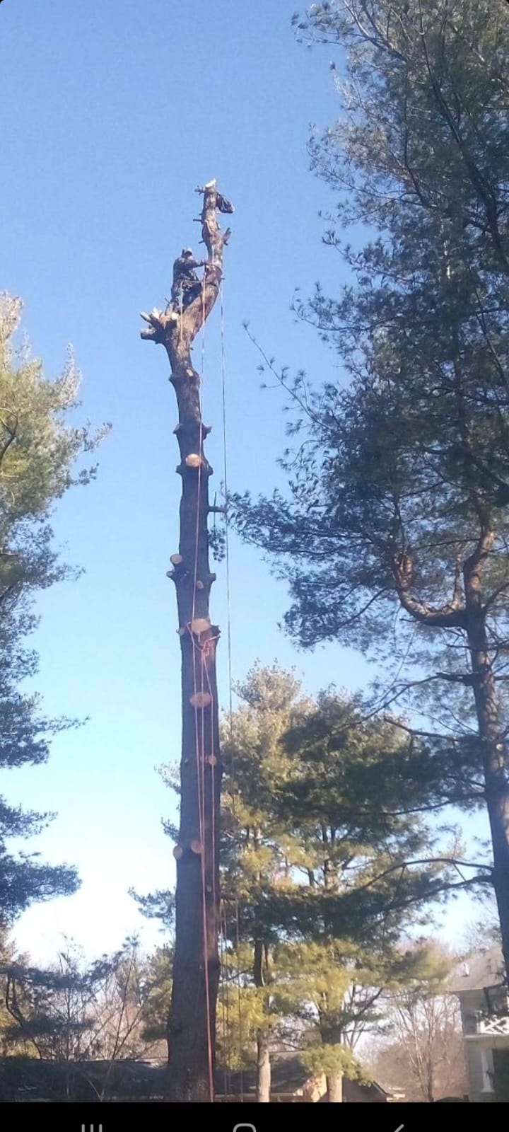 A man is climbing up the side of a tall tree.