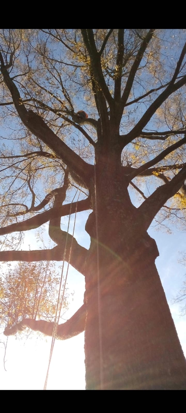 The sun is shining through the branches of a tree