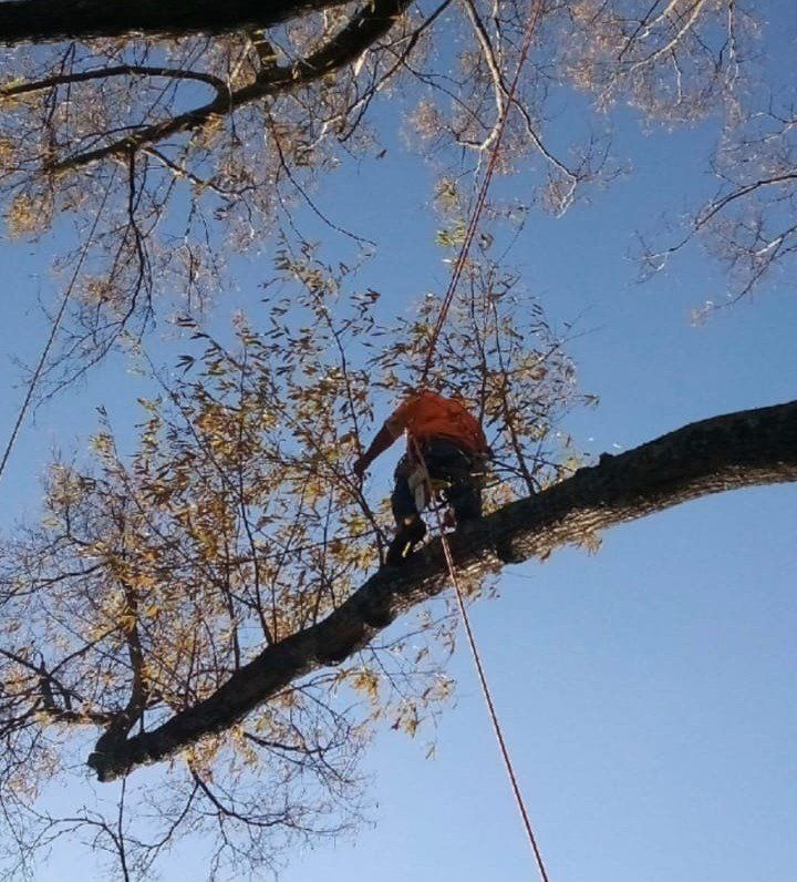 A man in an orange shirt is climbing a tree branch