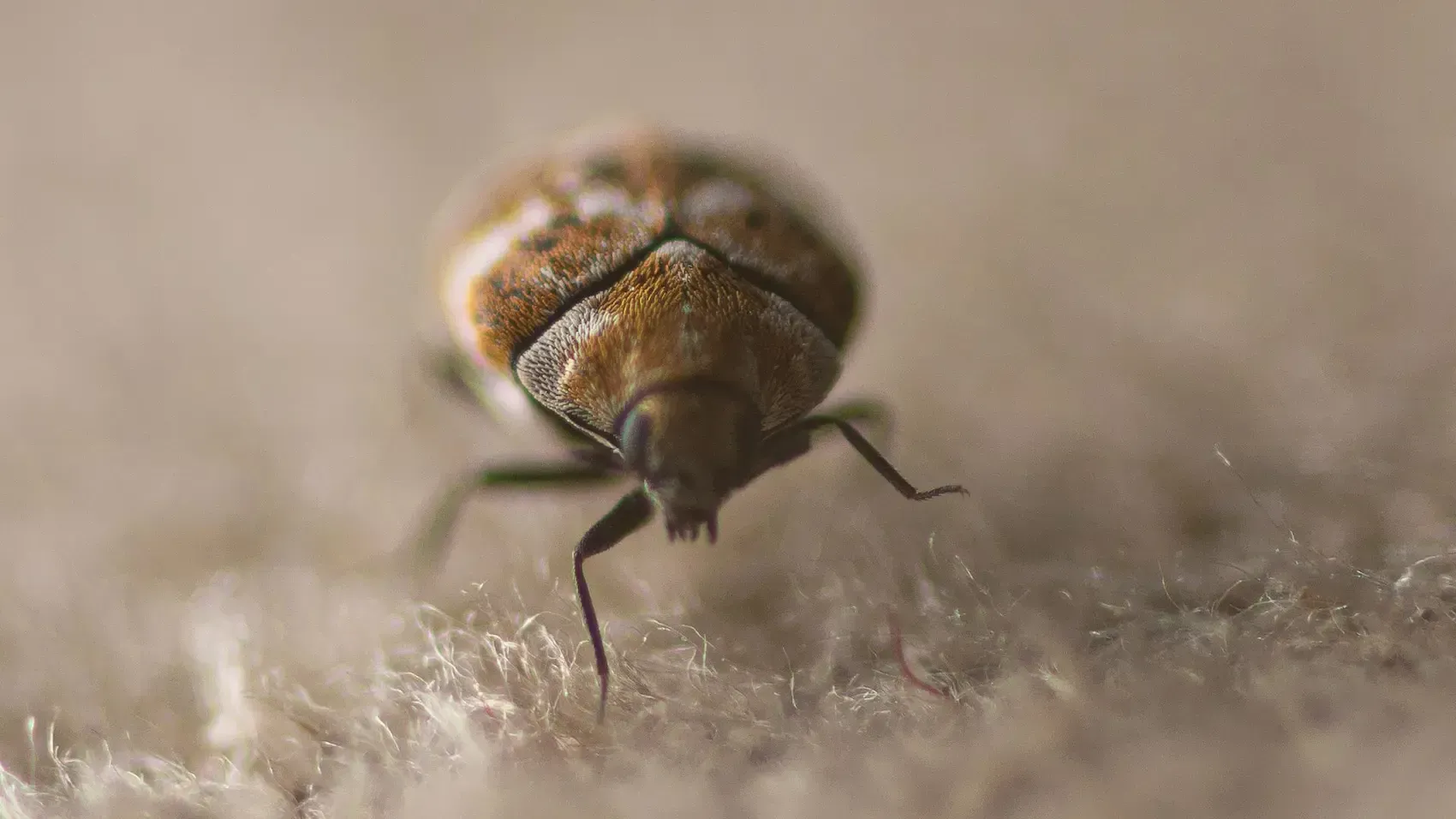 A close up of a carpet beetle on a Christchurch carpet.