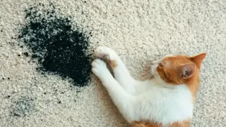 A cat is laying on a carpet with a black spot on it.