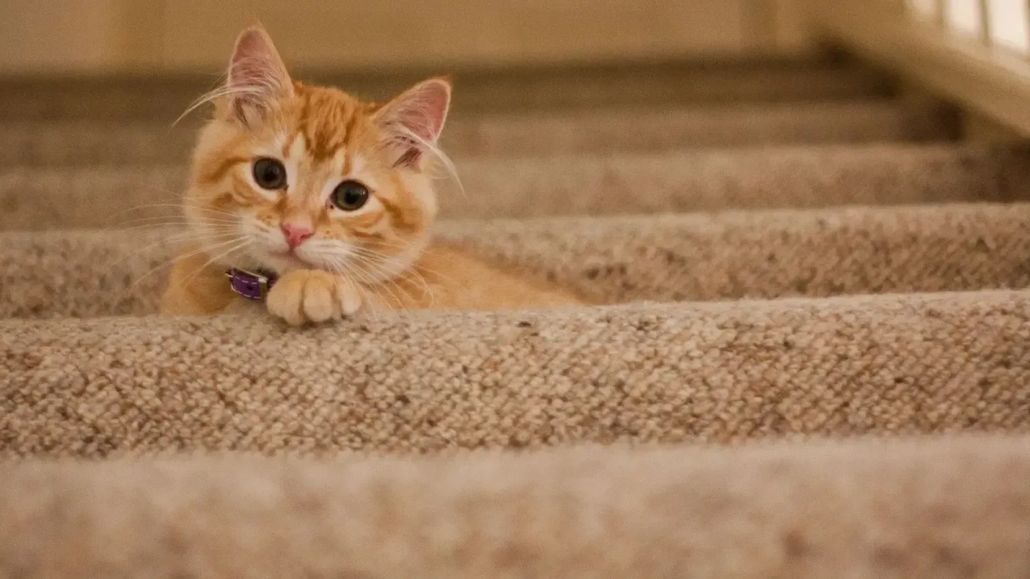 A kitten is laying on top of a set of stairs.