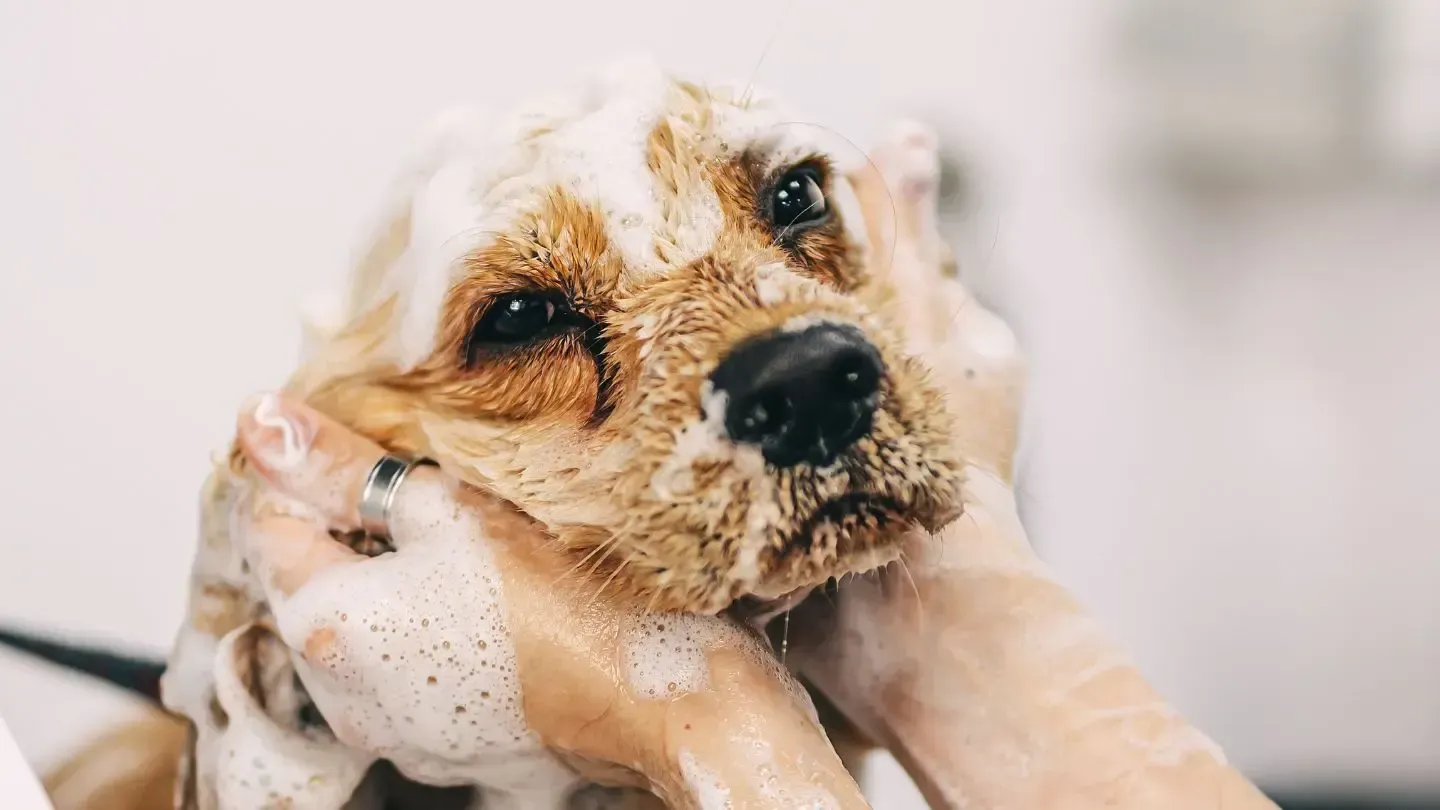 A person is washing a dog with soap and water.