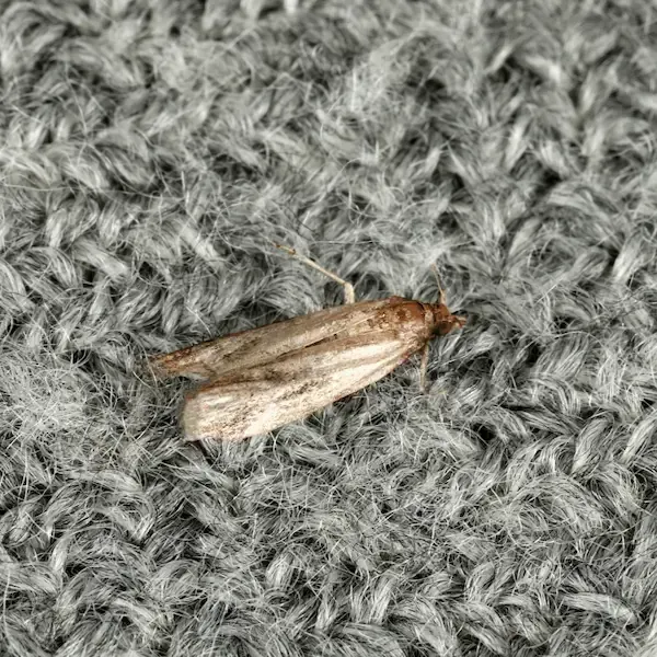 A moth is sitting on top of a sweater.