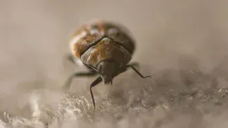 A close-up of a varied carpet beetle on white fabric, with brown and white markings.