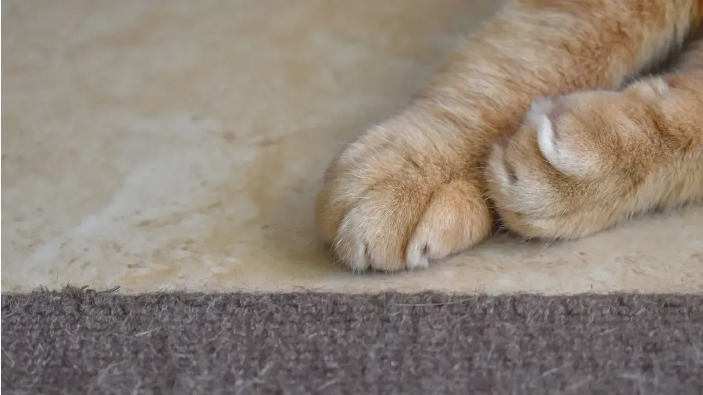 Two orange cat paws rest on a light-colored tile floor, positioned near the edge of a dark brown rug.