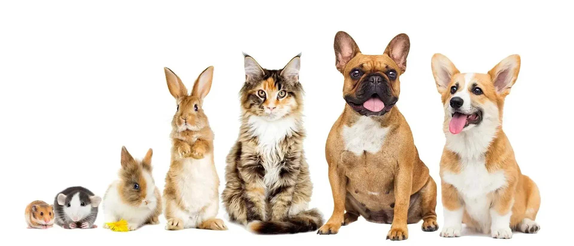 Lineup of pets: hamster, guinea pig, bunny, rabbit, cat, French bulldog, corgi. White background.