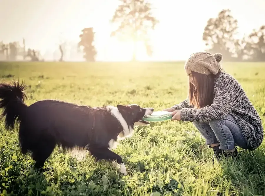Woman in a beanie and sweater playing frisbee with a black and white dog in a grassy field.