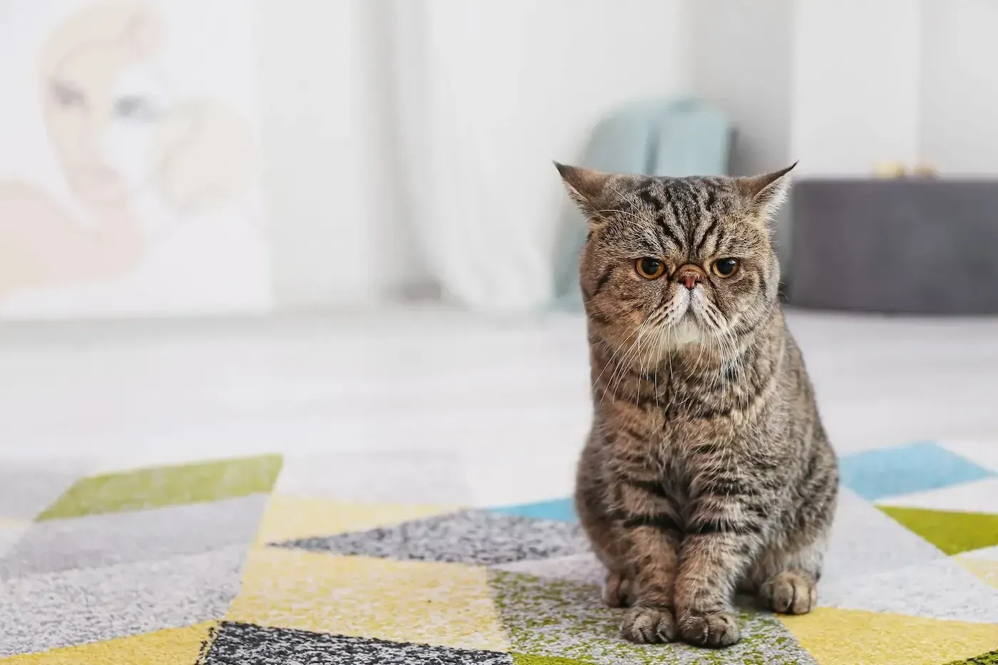 Brown tabby Exotic Shorthair cat sitting on a geometric rug, looking directly at the camera.