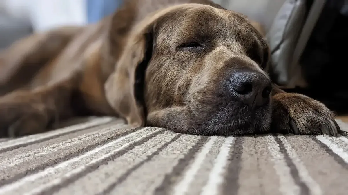 Brown dog sleeping peacefully on a striped carpet, with its eyes closed and head resting on the floor.