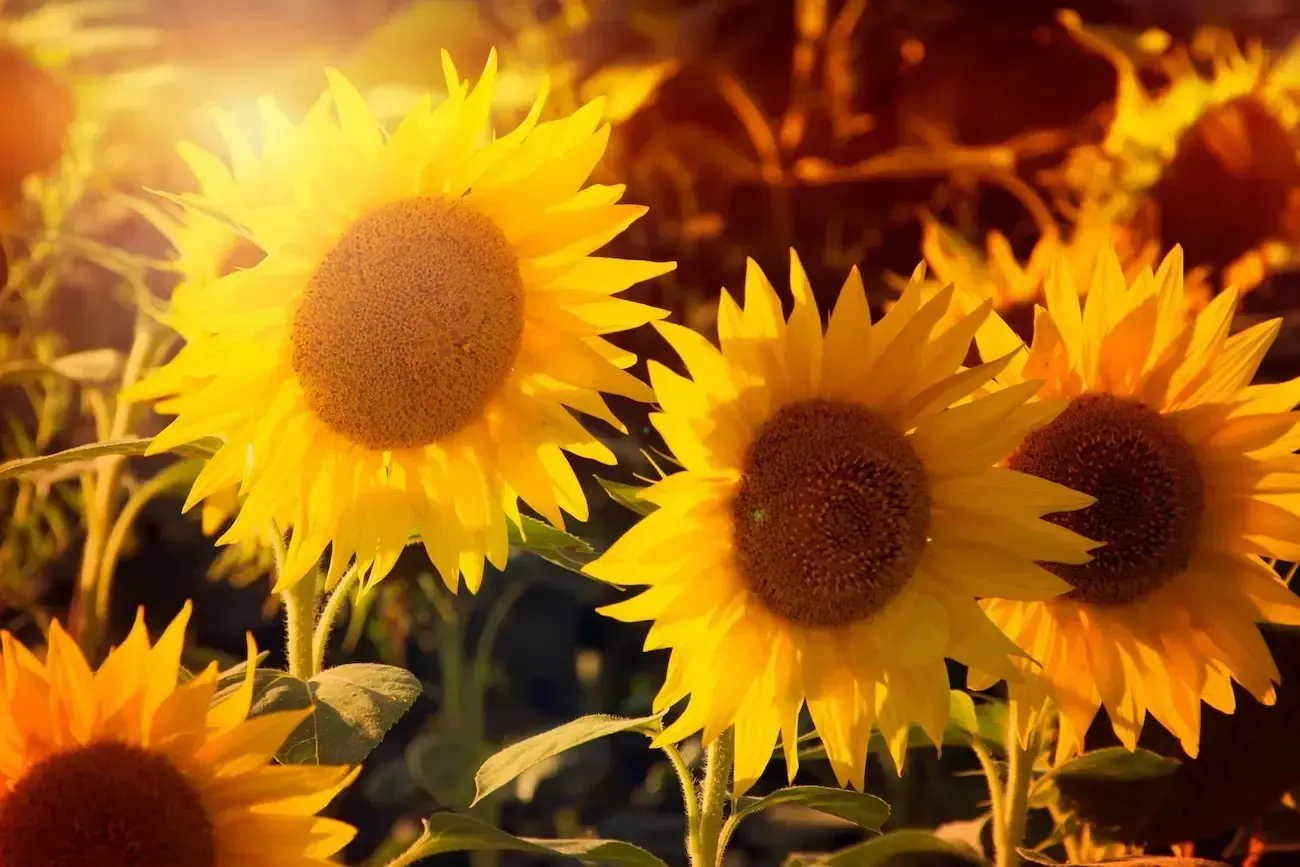 Bright yellow sunflowers blooming in a field under warm, golden sunlight.