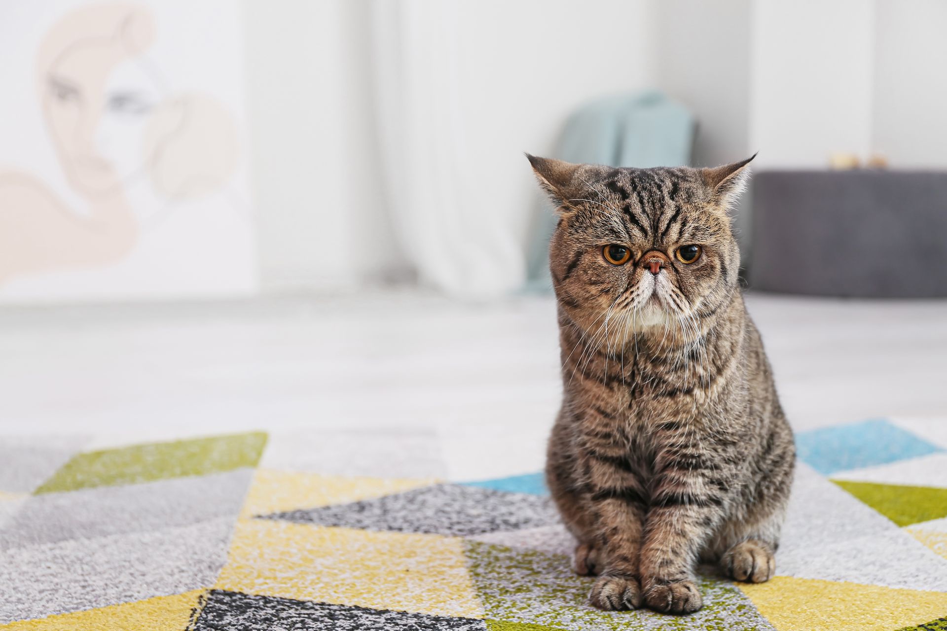 Brown tabby Exotic Shorthair cat sitting on a geometric rug, looking directly at the camera.
