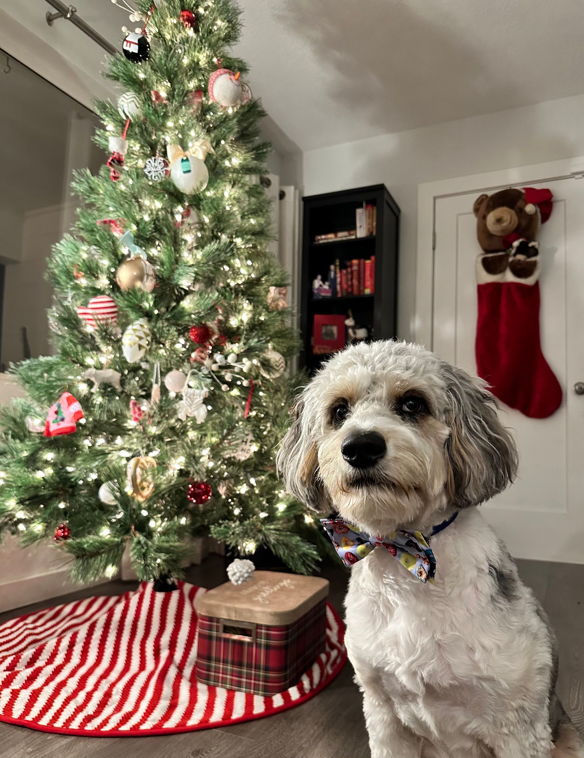 Their Dog and Christmas Tree - Clearwater, FL - Insurance by Trever