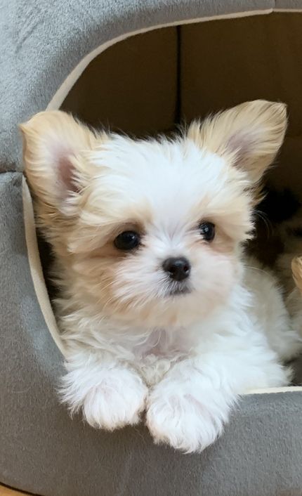 Teacup Miki Dog Teacup Miki Dog Smooth Coat Mi Ki Puppies For Sale