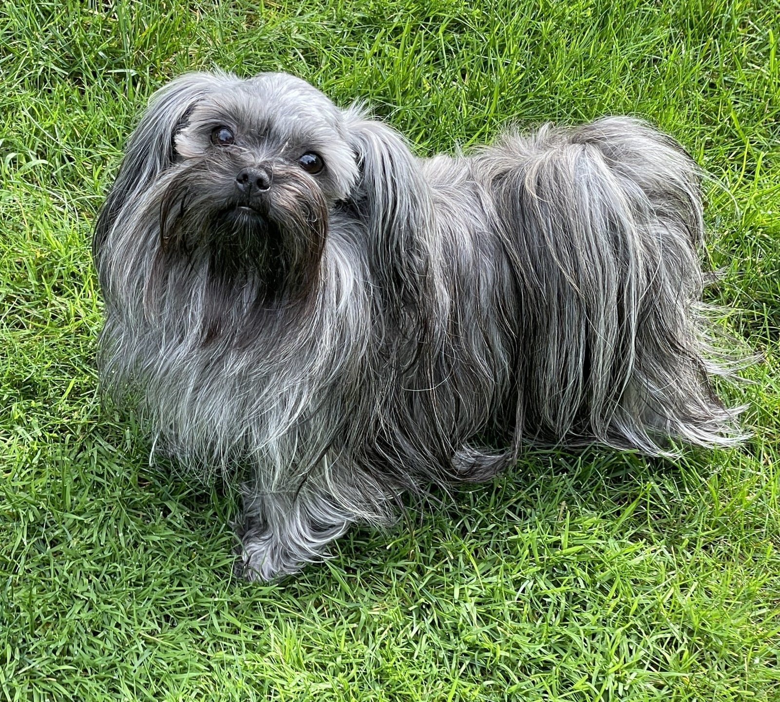 UKC CH Rare Gem Zara Lee