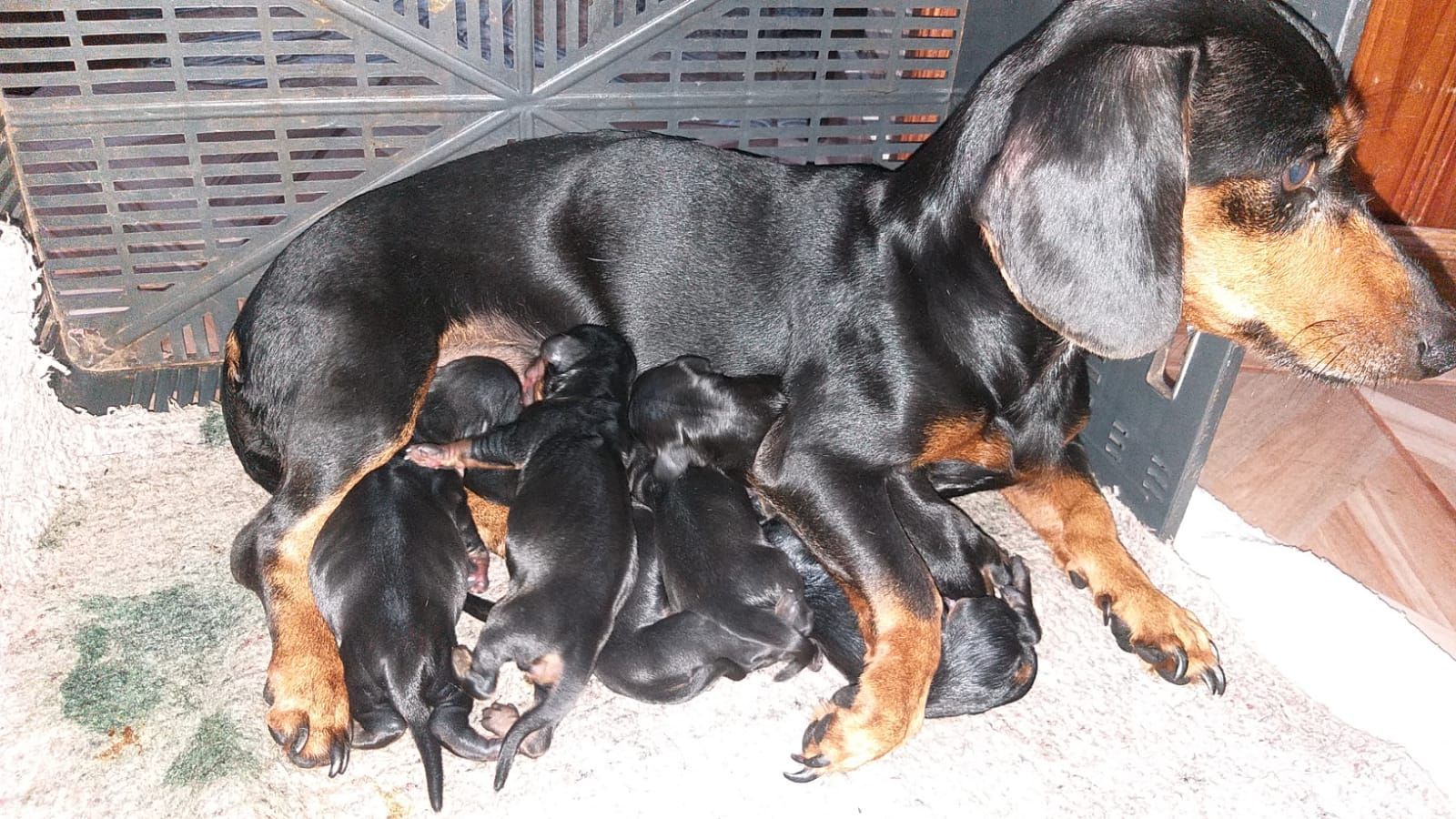 clínica veterinaria