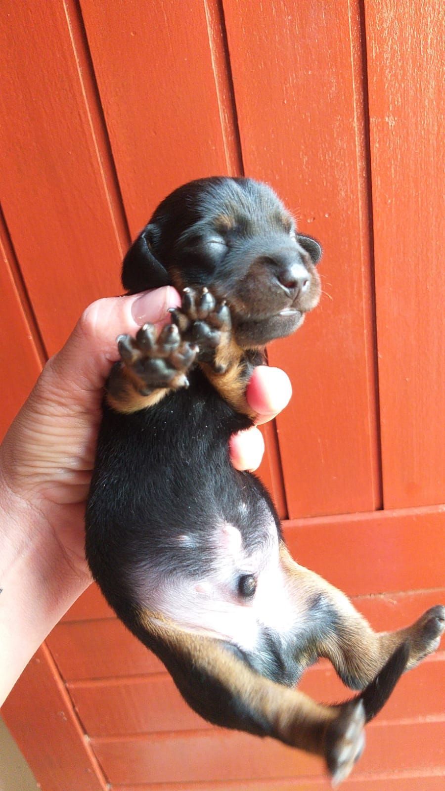 clínica veterinaria