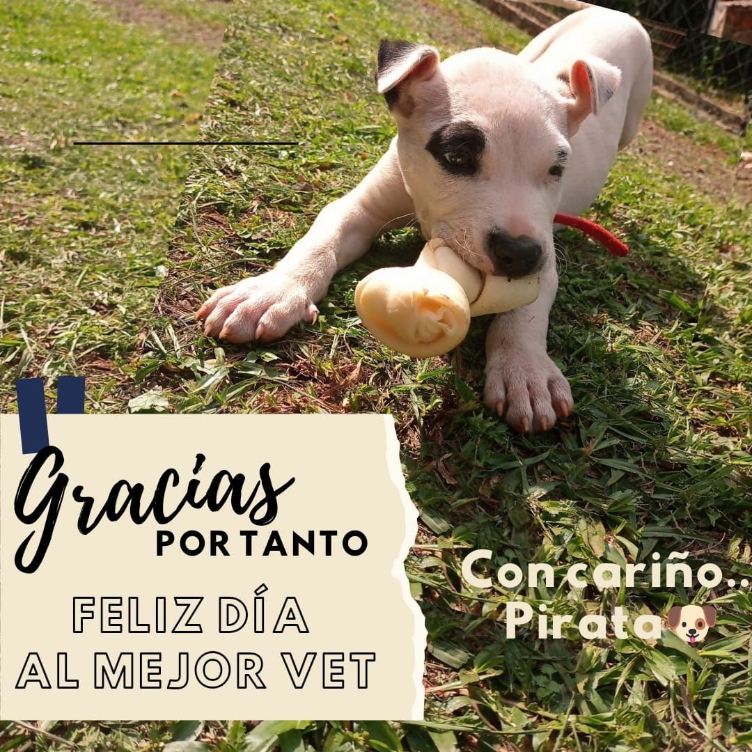 clínica veterinaria