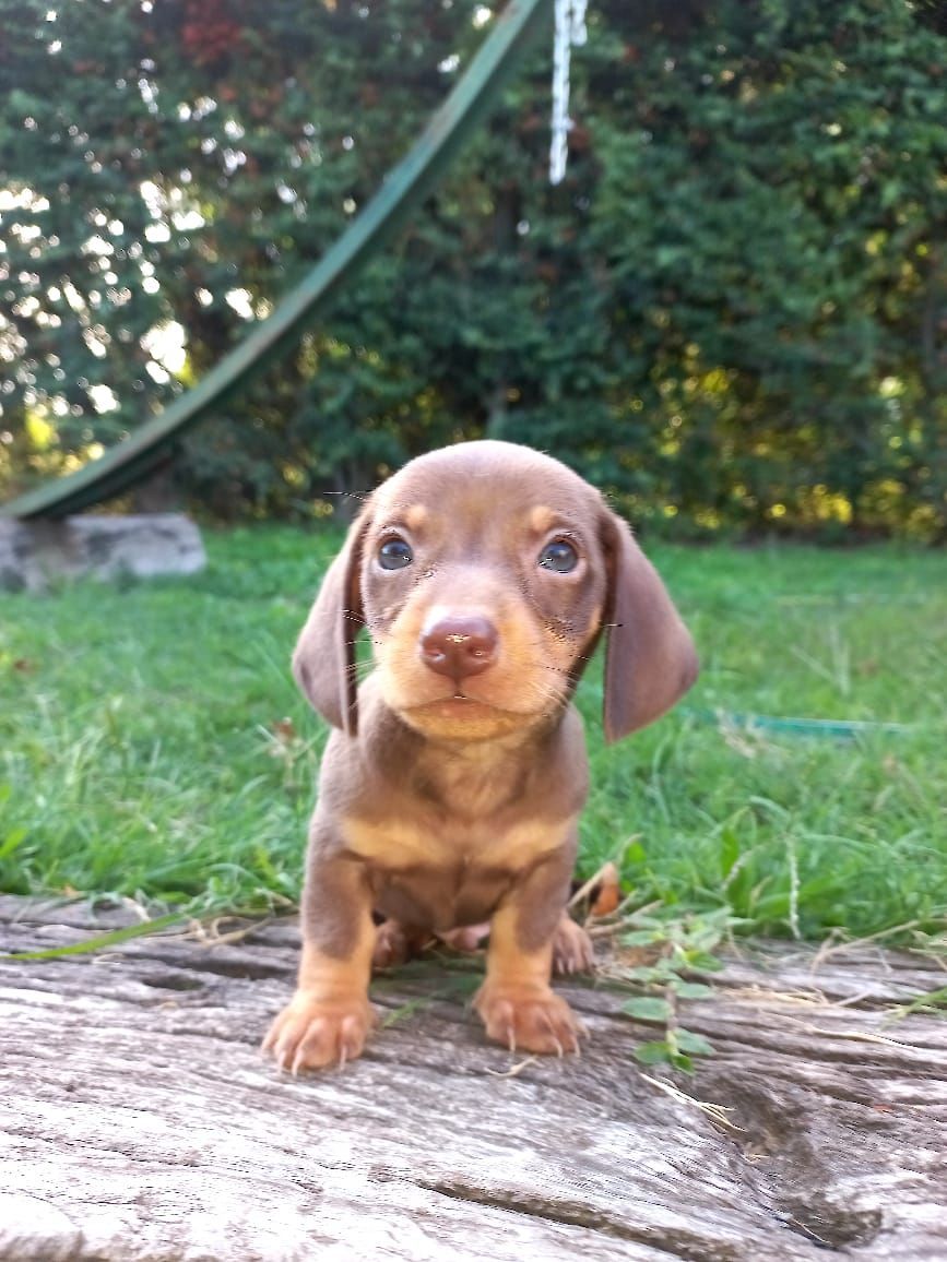 clínica veterinaria