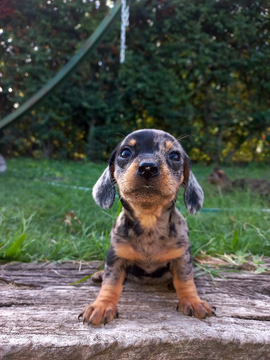 clínica veterinaria