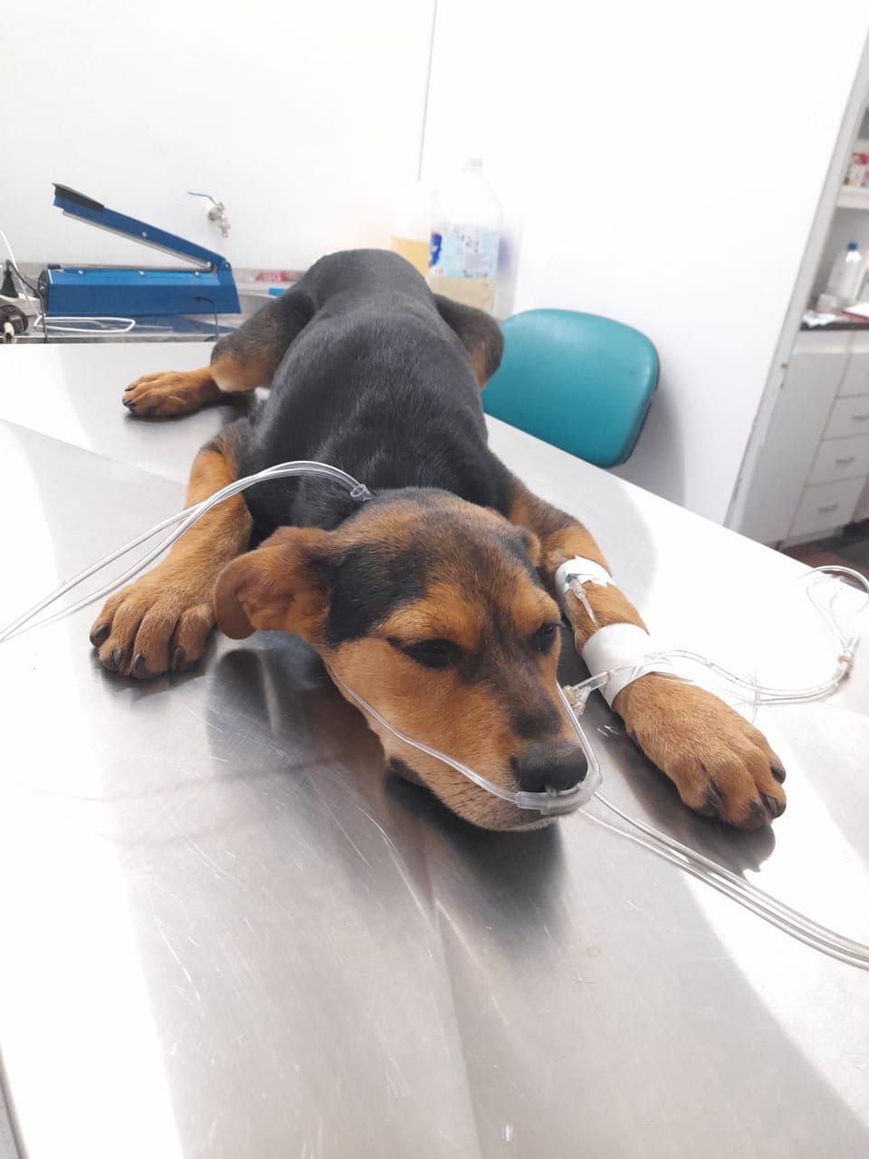 clínica veterinaria