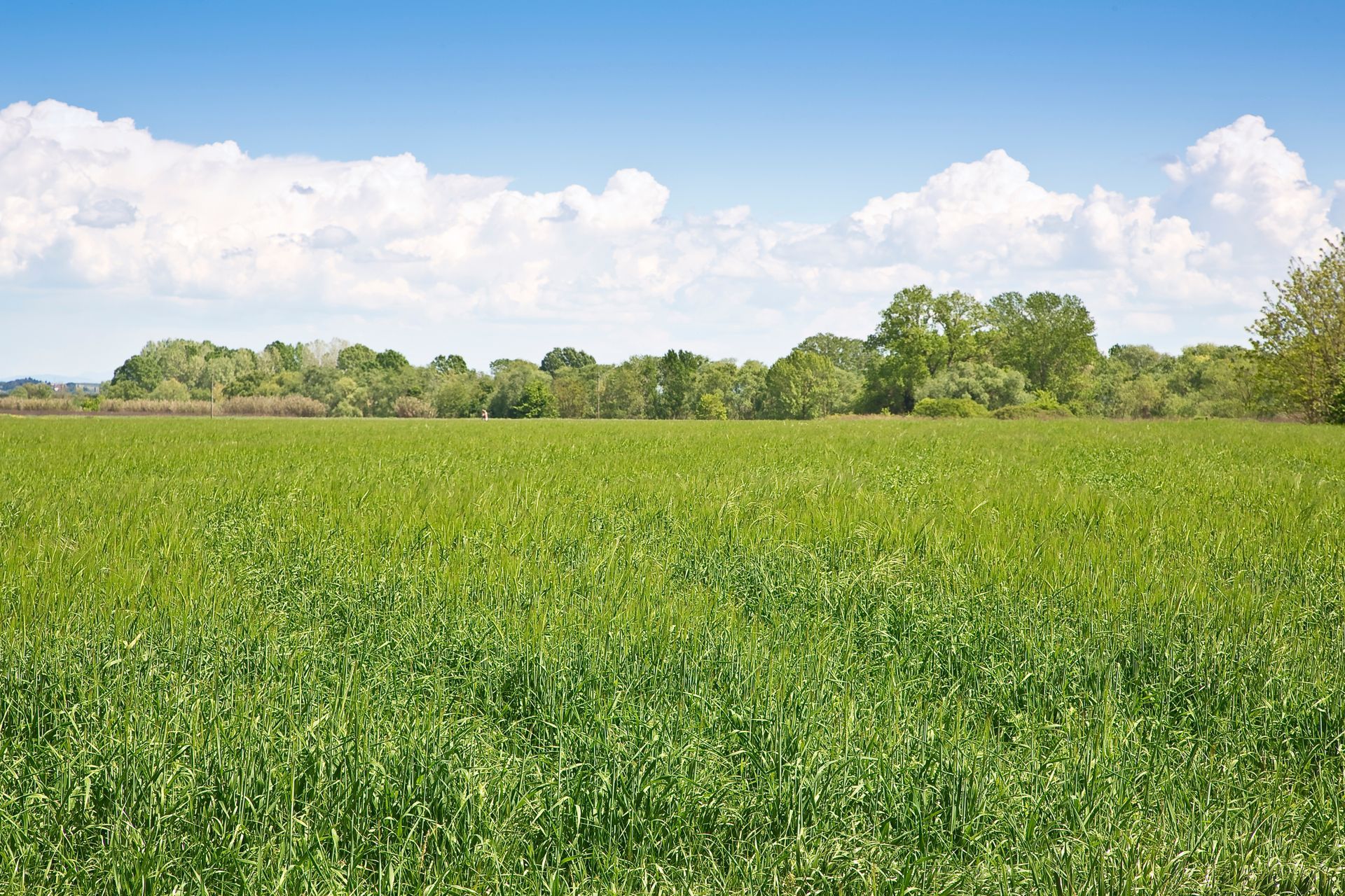 A lush green field with trees in the background and a blue sky