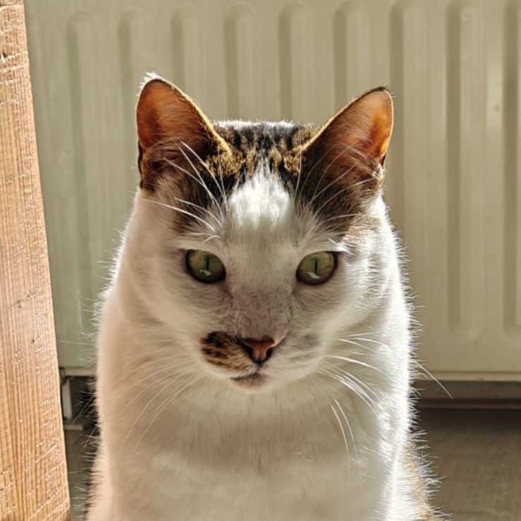 hold my paw - Wij redden honden en katten in nood uit Turkije en geven ze een tweede kans op een liefdevol leven in Nederland.