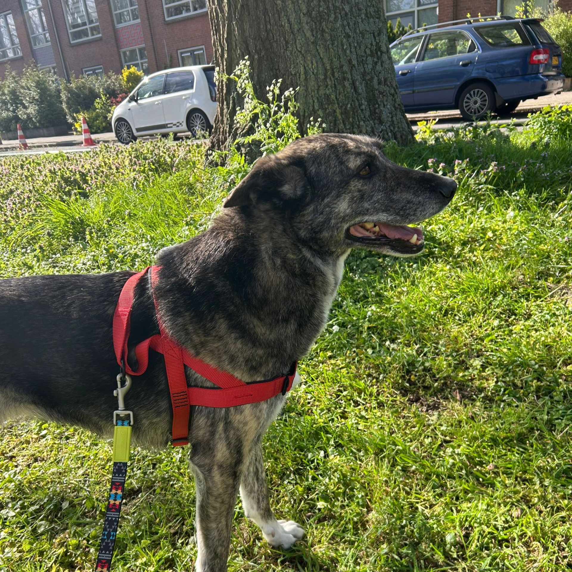 hold my paw - Wij redden honden en katten in nood uit Turkije en geven ze een tweede kans op een liefdevol leven in Nederland.