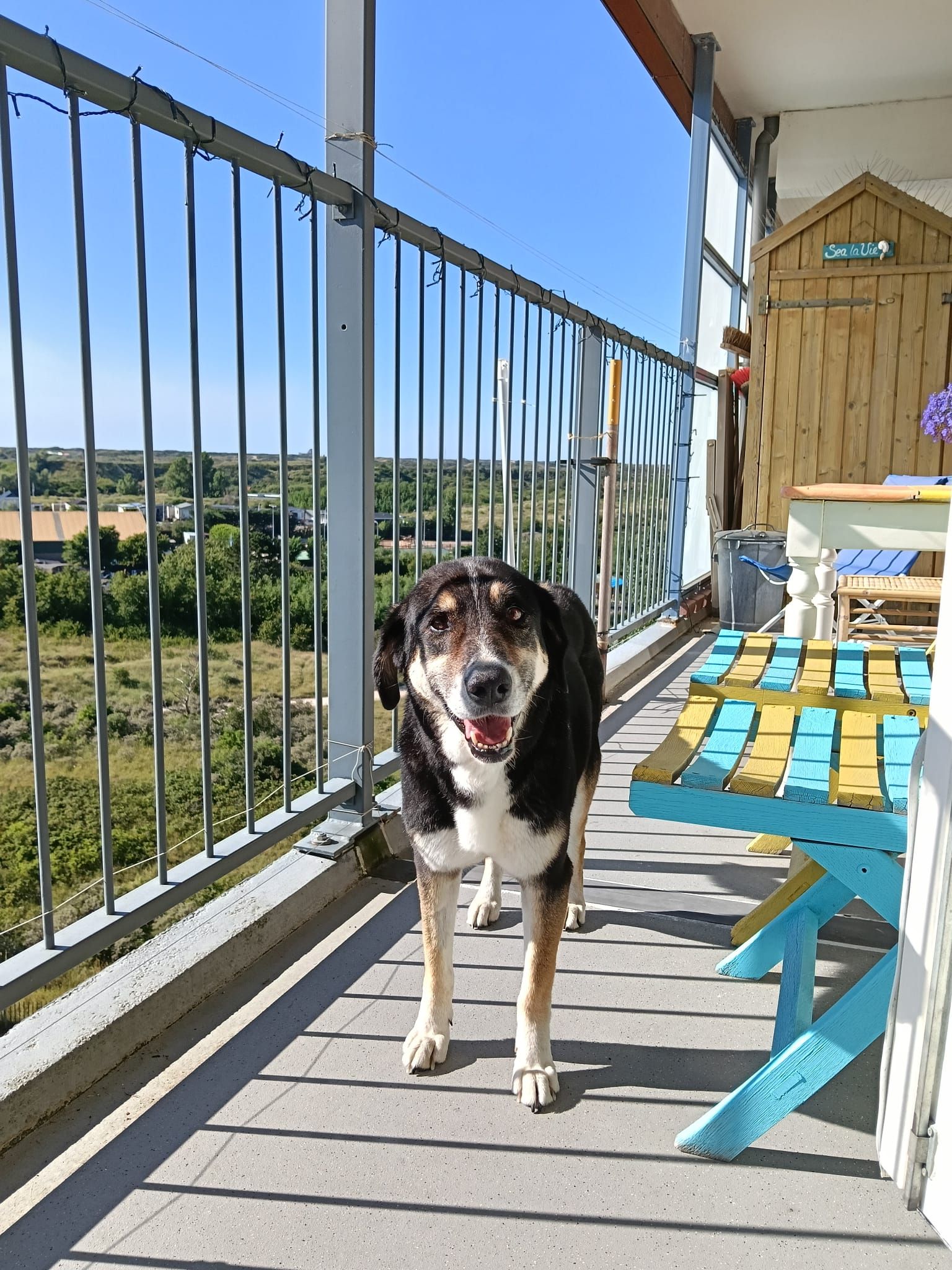 hold my paw - Wij redden honden en katten in nood uit Turkije en geven ze een tweede kans op een liefdevol leven in Nederland.