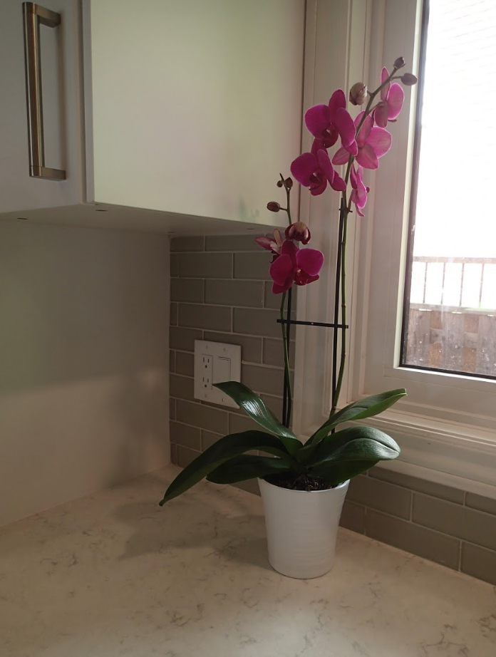 Pink orchid plant in a white pot on a counter near a window.