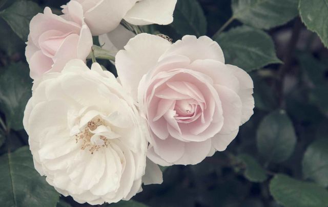 Funeral Notices Obituaries Tom Newing Sons Ltd