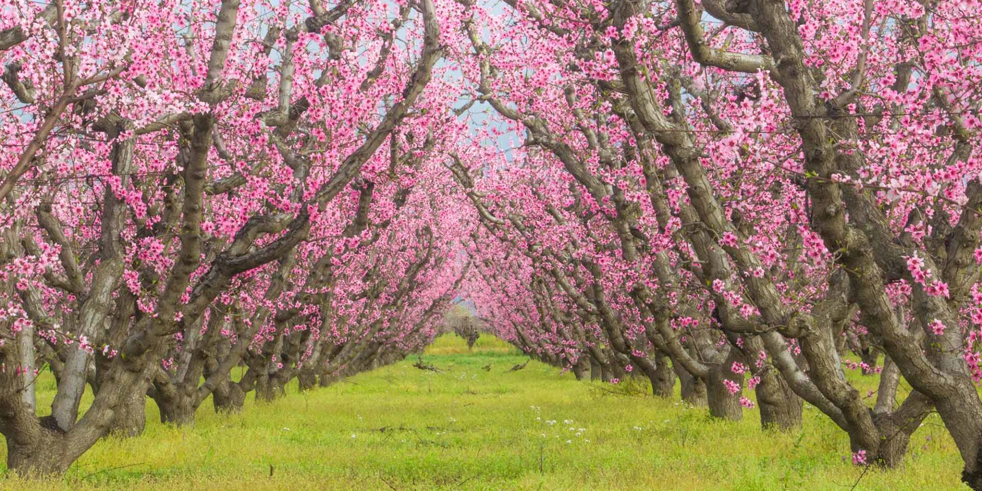 grassy path between cherry blossom trees