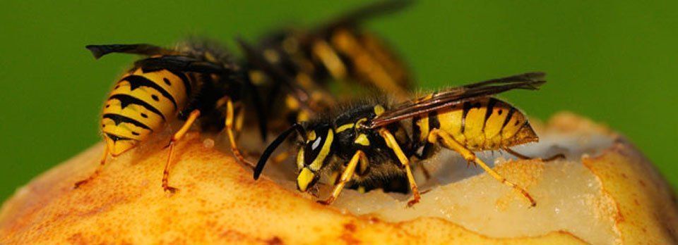 Wasps, bees and Bird control 