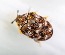 Varied Carpet Beetle - Marin/Sonoma Mosquito and Vector Control District