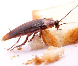 Bug MD - Cockroaches can spread bacteria throughout the house, and a  cockroach-infested home may even trigger asthma, especially in kids. 🙅 To  prevent this, get an effective and safe yet affordable