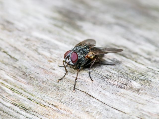 Fruit Flies  Haley Pest Control in Lawrence, KS