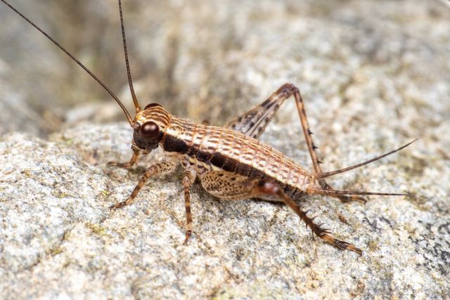 How to Kill and Prevent Crickets