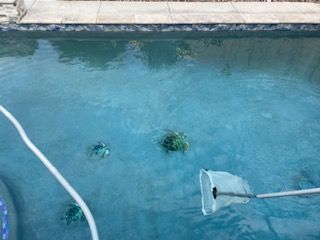 Swimming Pool Cleaning — Lake Elsinore, CA — Think Clear Pool and Spa Services