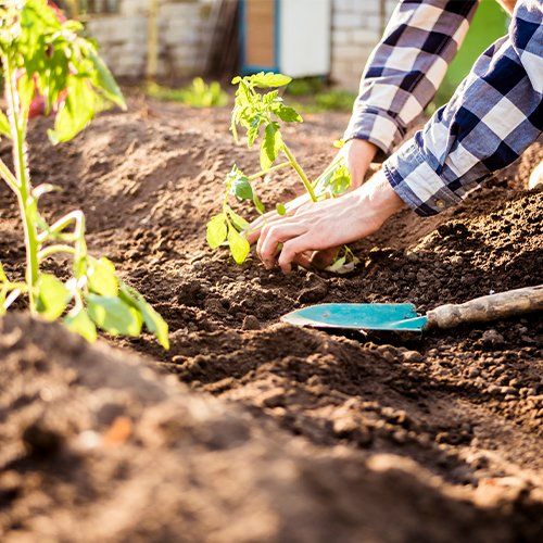 SOILS
