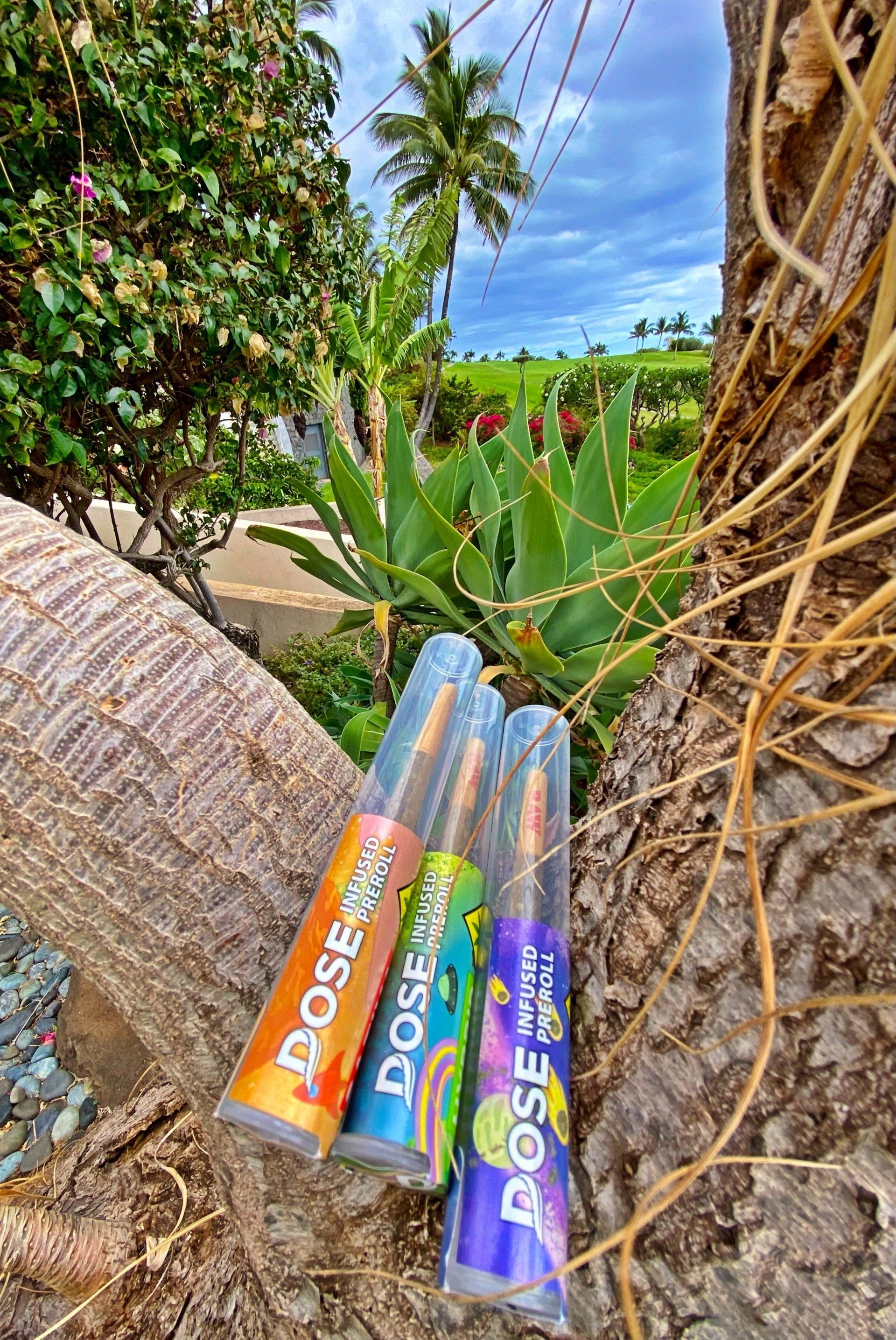 Three bottles of liquid are sitting on top of a palm tree.