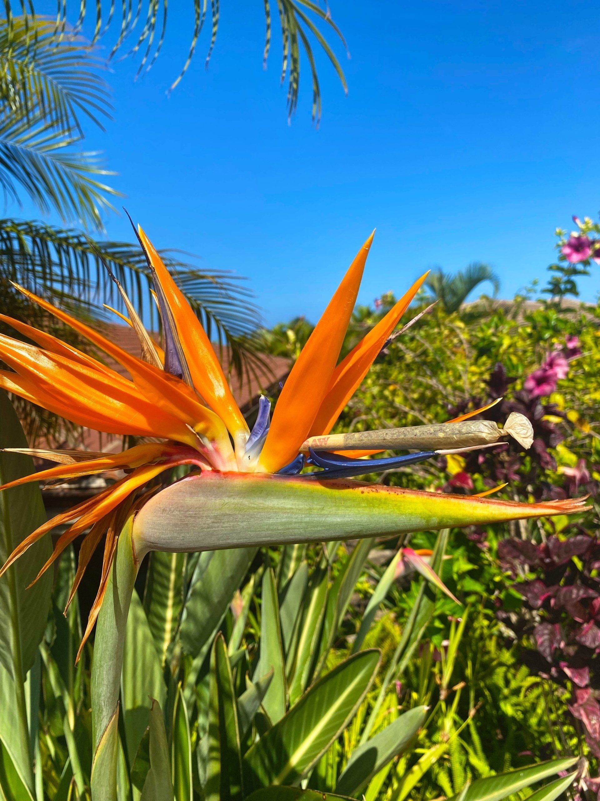 A close up of a bird of paradise flower in a garden