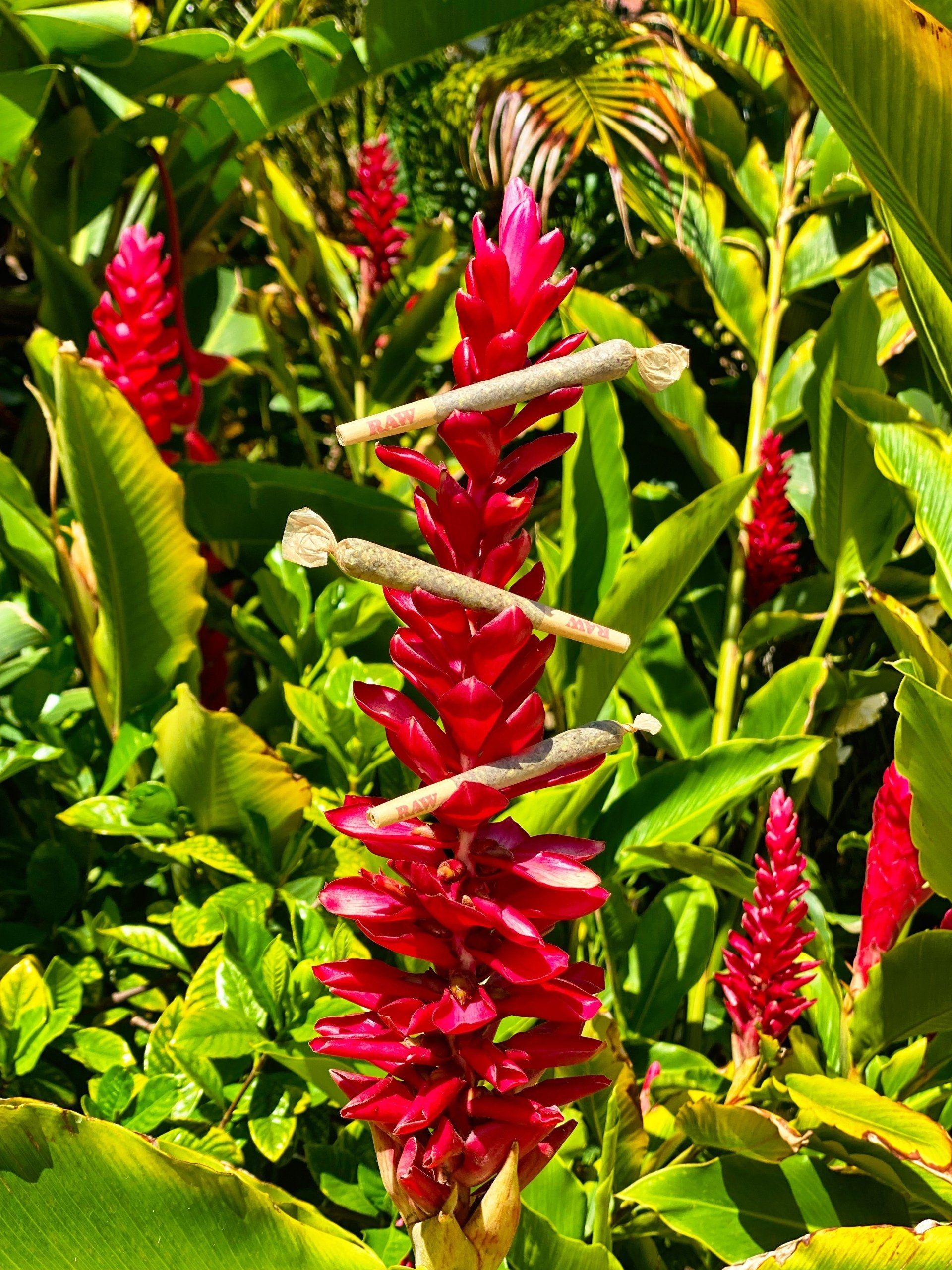 A bunch of red flowers are growing in a garden