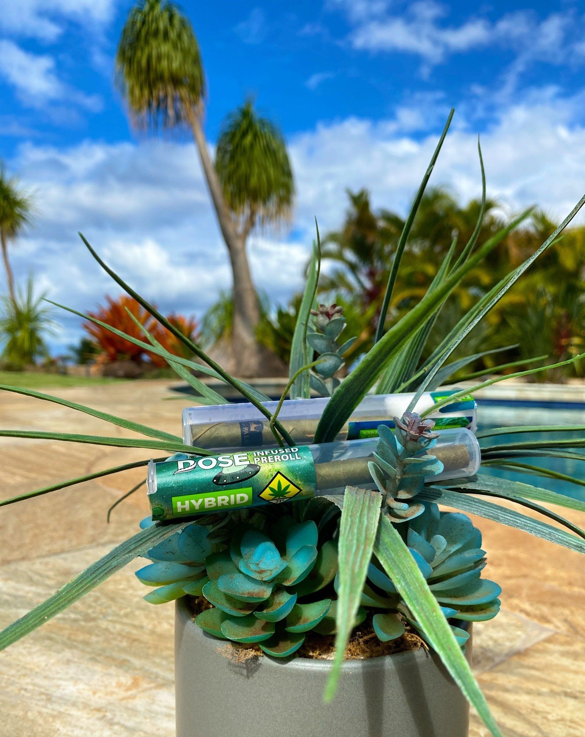 A potted plant with a few rolls of weed in it.