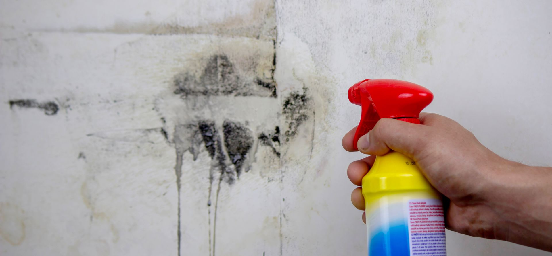Person removing mold from a wall with a spray bottle of anti-mold. Person removing mold from a wall with a spray bottle of anti-mold.